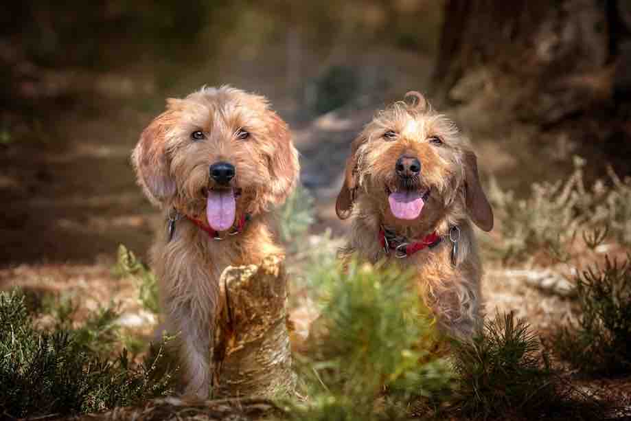 Hond doffe vacht