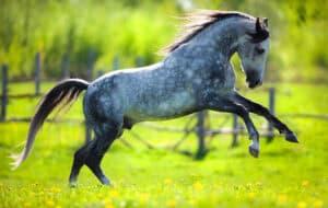 Antioxidanten en paarden