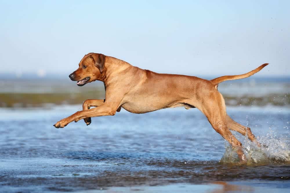 Chondroitine voor honden bij gewrichtsproblemen