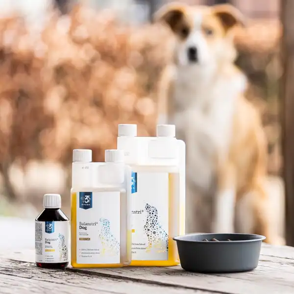 Omega-3 visolie supplement voor honden kopen - Balanstri